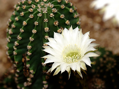 선인장 사진 - Opuntia ficus-indica Mill. Photos