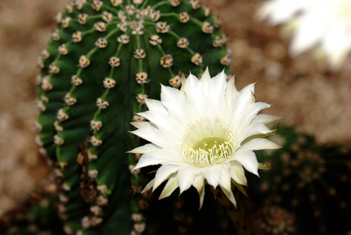 선인장 - Opuntia ficus-indica Mill.