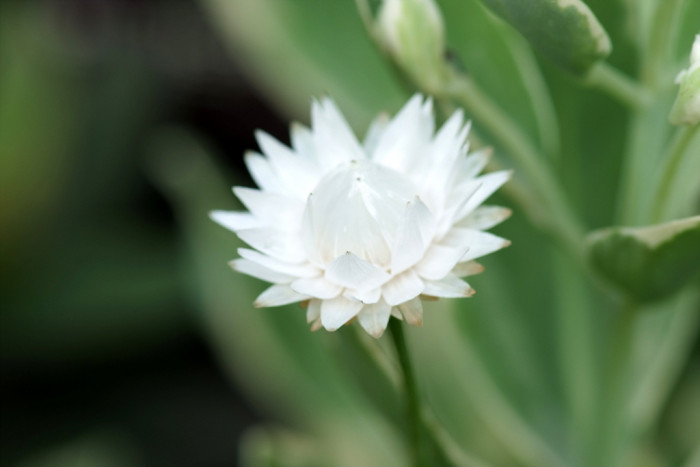 밀짚꽃 - straw flower, Helichrysum bracteatum