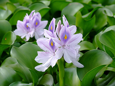 부레옥잠 사진 - Eichhornia crassipes Photos