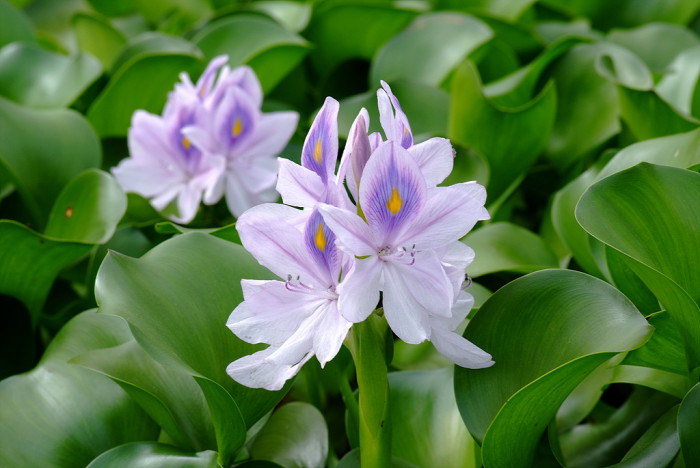 부레옥잠 - common water hyacinth, Eichhornia crassipes