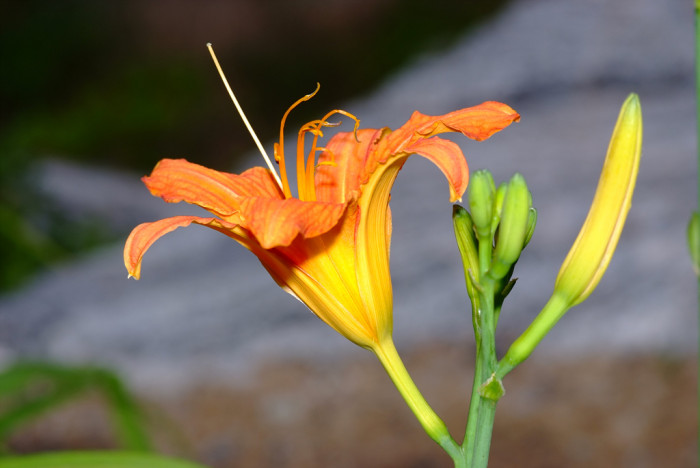 원추리 - Hemerocallis fulva