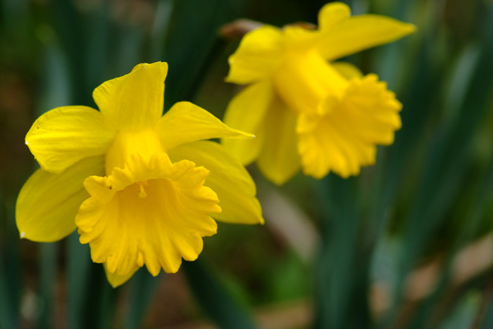수선화 - daffodil, Narcissus tazetta var. chinensis