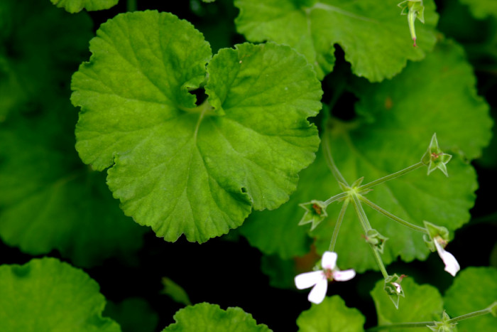 페퍼민트 제라늄 - Pepermint Geranium