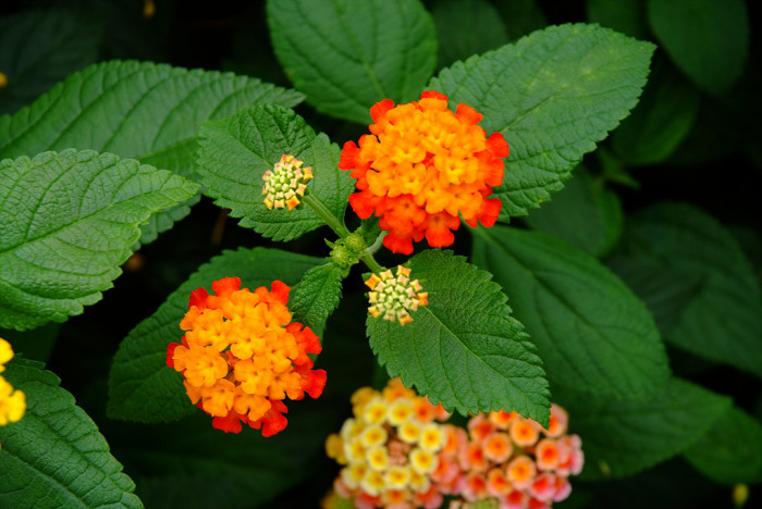 란타나 - Spanish Flag, West Indian Lantana, Lantana camara