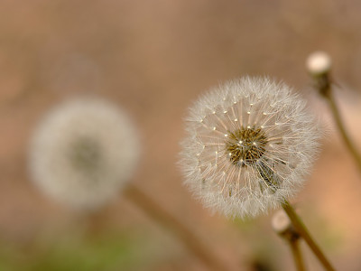 민들레 사진 - Taraxacum mongolicum Photos