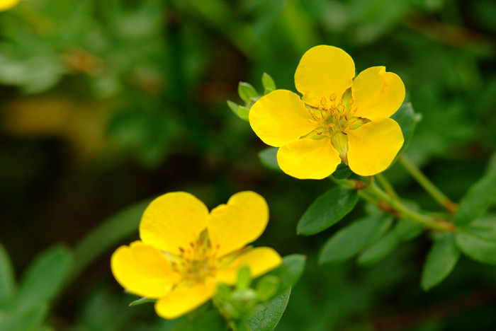 물싸리풀 - Potentilla bifurca var. glabrata Lehm.