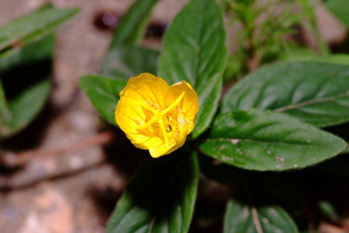 갈퀴망종화 - Hypericum galioides Lam.
