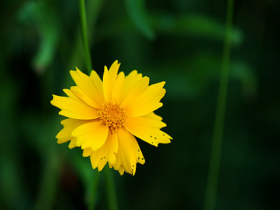 노랑코스모스 사진 - Cosmos sulphureus Cav. Photos
