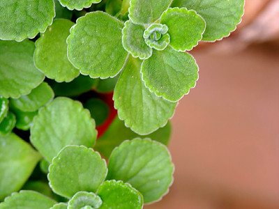 장미허브 사진 - Plectranthus tomentosa Photos