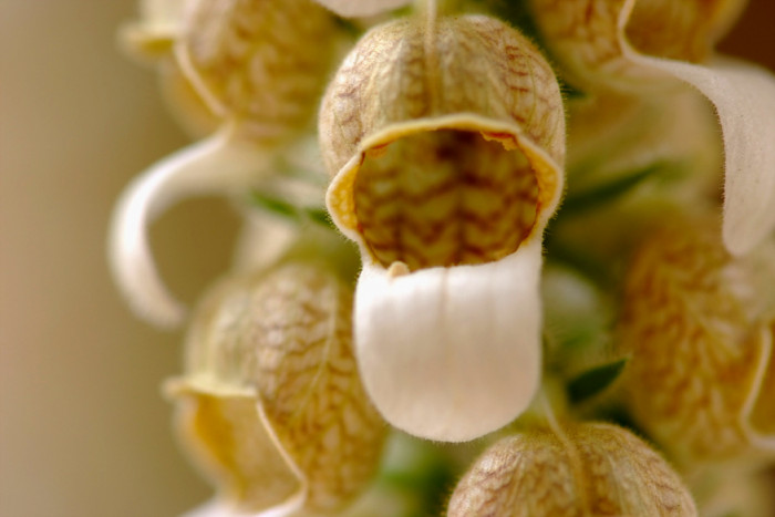 폭스 글로브 - Foxglove, Digitalis spp. foxglove