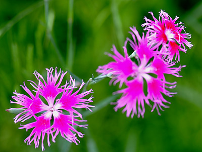 구름패랭이꽃 사진 - Dianthus superbus var. speciosus Photos
