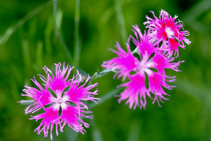 구름패랭이꽃 - Dianthus superbus var. speciosus