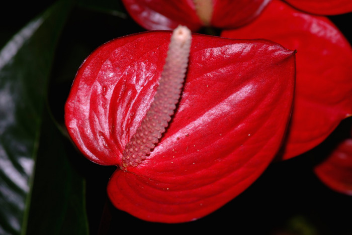 안수리움 - Flamingo lily, tailflower, laceleaf, Anthurium andraeanum
