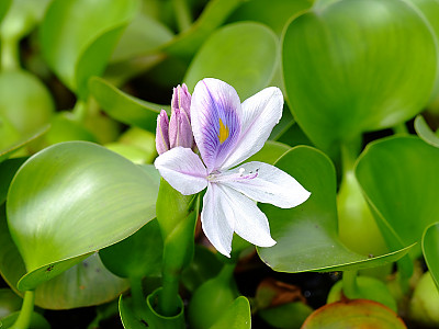 부레옥잠 사진 - Eichhornia crassipes Photos