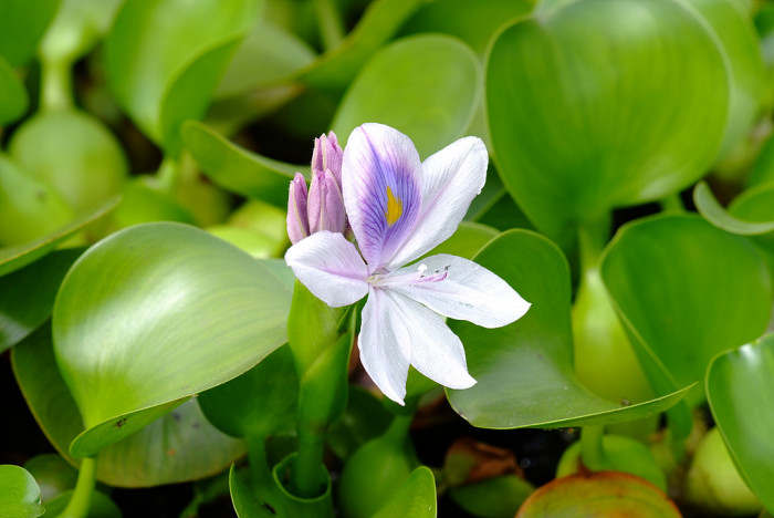 부레옥잠 - common water hyacinth, Eichhornia crassipes