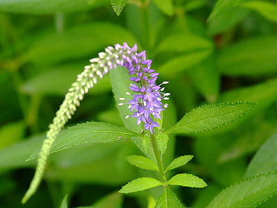 냉초 사진 - Veronicastrum sibiricum Photos