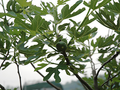 무화과나무 사진 - Ficus carica L. Photos