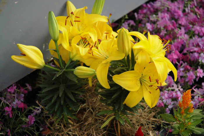 백합 - Lily, Lilium longiflorum Thunb.