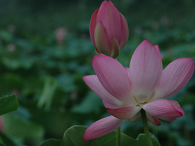 연꽃 사진 - Nelumbo nucifera Photos