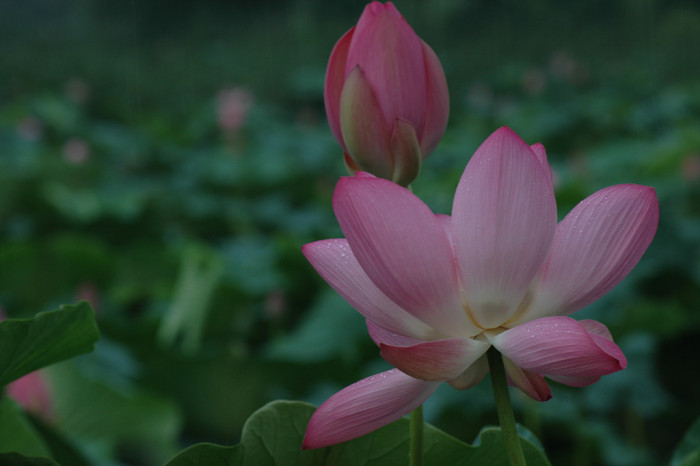 연꽃 - Nelumbo nucifera