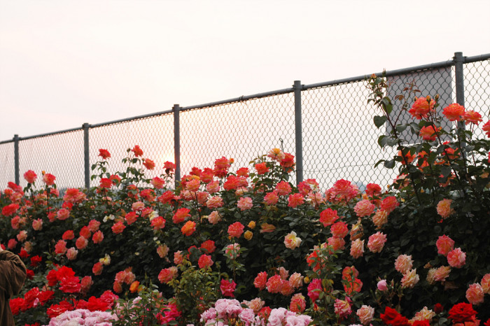 장미 - Rose, Rosa hybrida