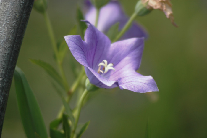 도라지 - ㅇㄹㅇㄹ, Platycodon grandiflorum