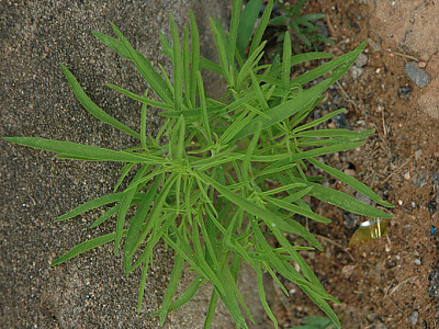 댑싸리 사진 - Kochia scoparia (L.) Schrad. var. scoparia Photos