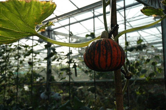 호박 - squash, Cucurbita moschata Duchesne