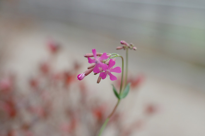 끈끈이대나물 - Silene armeria