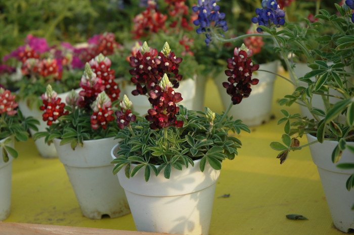 루피너스 - lupine, Lupinus spp