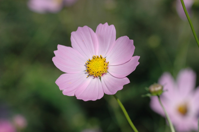 코스모스 - Browallia speciosa, Cosmos bipinnatus