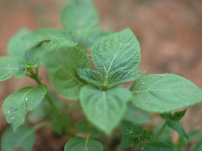 들깨 사진 - Perilla frutescens (L.) Britton Photos