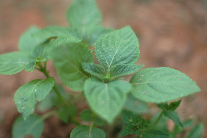 들깨 - Perilla frutescens (L.) Britton