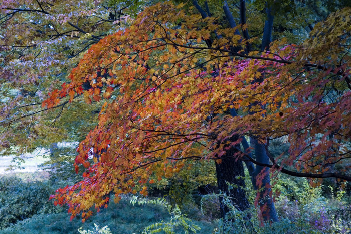단풍나무 - Acer palmatum Thunb. ex Murray, Acer palmatum Thunb. ex Murray