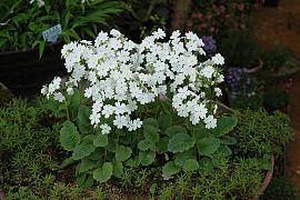 흰앵초 - Primula sieboldii for. albiflora Y.N.Lee