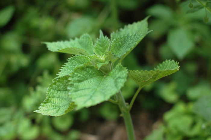 모시풀 - Boehmeria nivea (L.) Gaudich.
