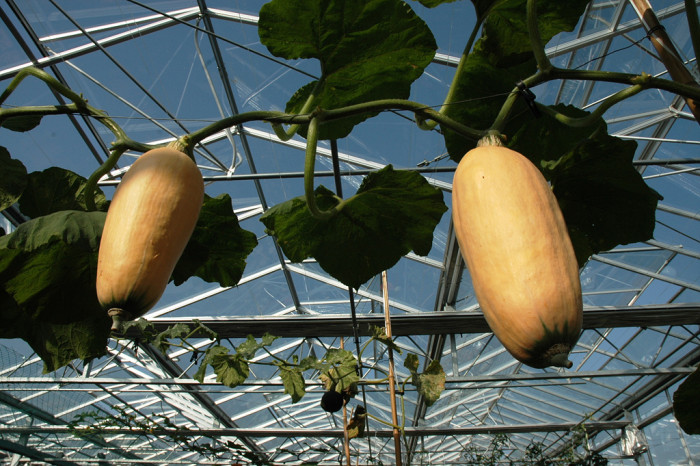 호박 - squash, Cucurbita moschata Duchesne