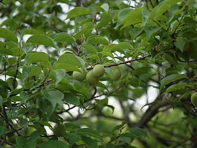 매화 사진 - Prunus mume Photos