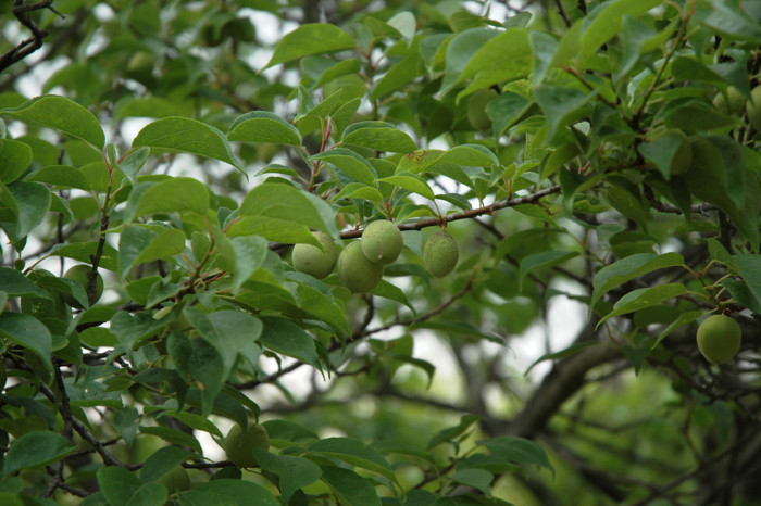 매화 - Prunus mume