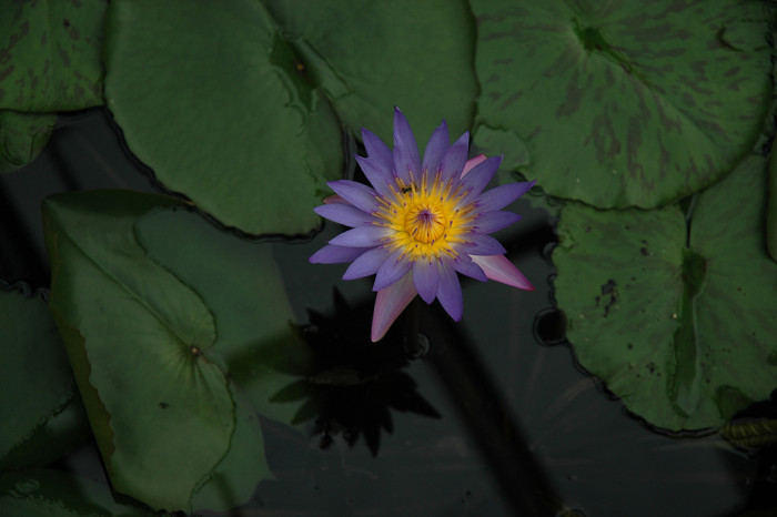 연꽃 - Nelumbo nucifera