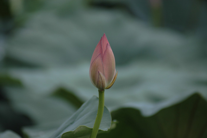 연꽃 - Nelumbo nucifera
