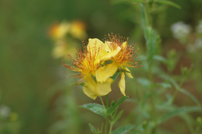 물레나물 - Hypericum ascyron