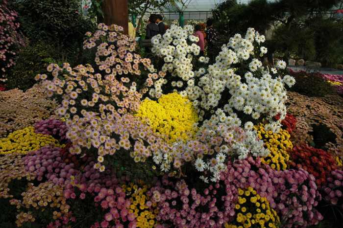 국화 - florist