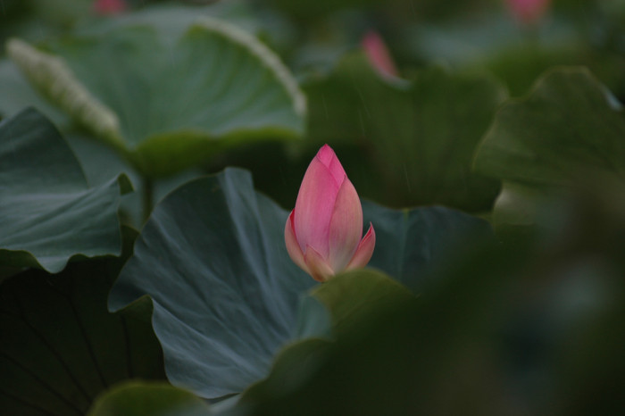연꽃 - Nelumbo nucifera