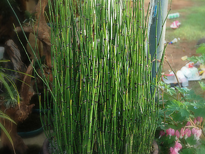속새 사진 - Equisetum hyemale L. Photos