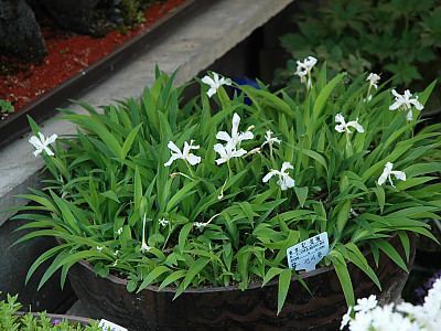 흰붓꽃 사진 - Iris sanguinea for. albiflora Photos