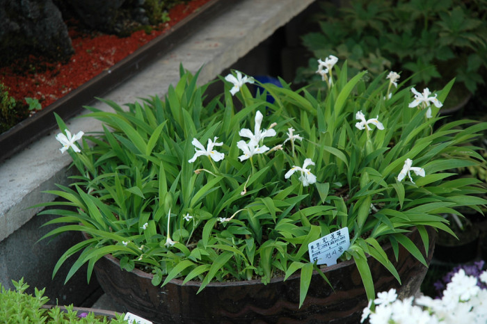 흰붓꽃 - Iris sanguinea for. albiflora