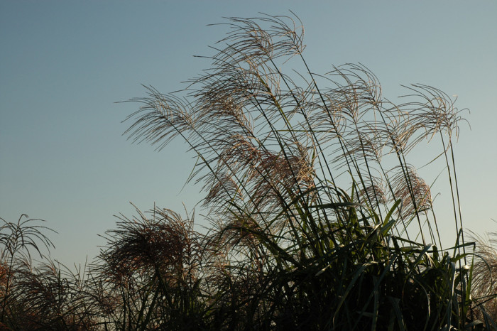 억새 - peder, Miscanthus sinensis var. purpurascens (Andersson) Rendle