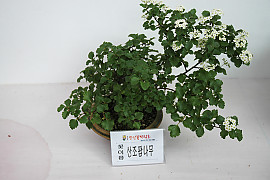 산조팝나무 - Spiraea blumei G.Don